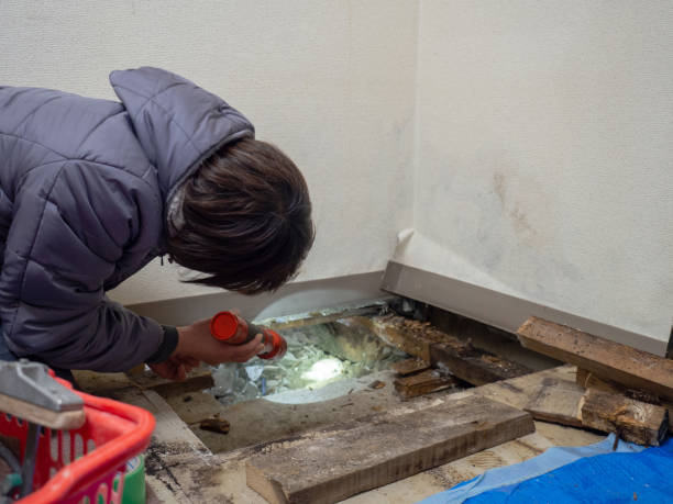 Best Water Damage & Mold Remediation  in Peabody, KS