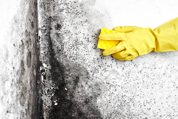 Best Air Quality Testing for Mold Spores  in Peabody, KS