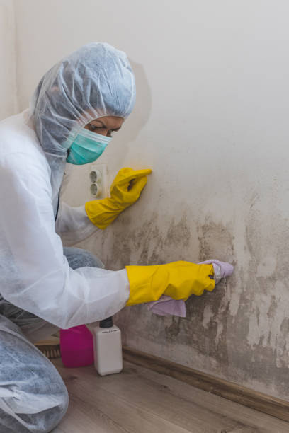 Best Commercial Mold Inspection  in Peabody, KS
