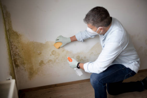 Best Mold Prevention Services  in Peabody, KS