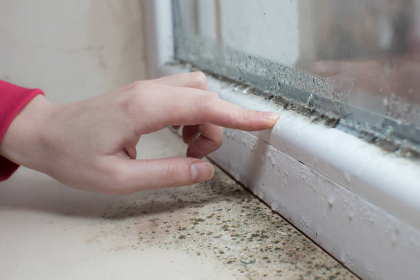 Best Mold-Related Health Consultation  in Peabody, KS
