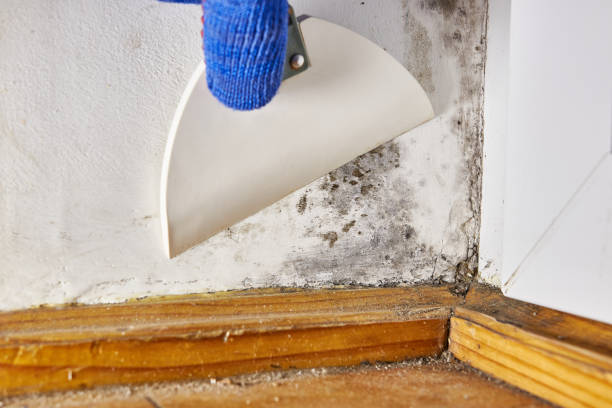 Best Biohazard Mold Removal  in Peabody, KS