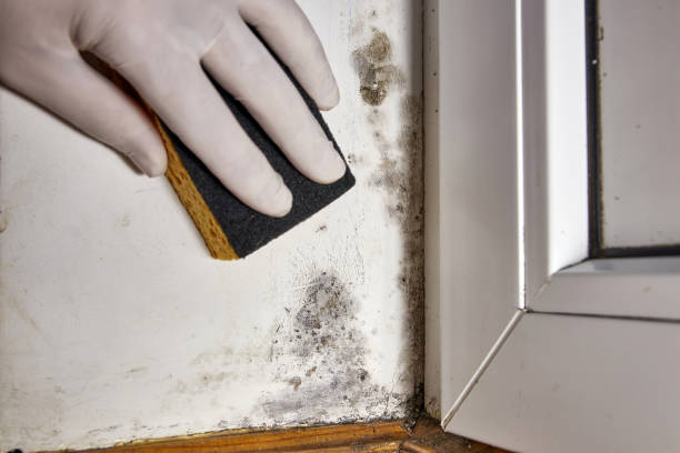 Reliable Peabody, KS Mold Removal Solutions